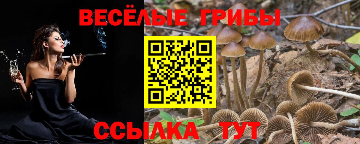 Псилоцибиновые грибы Psilocybe Кизляр